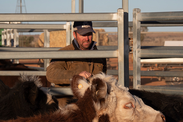 Experience cattle work as part of Mt Eba's working station