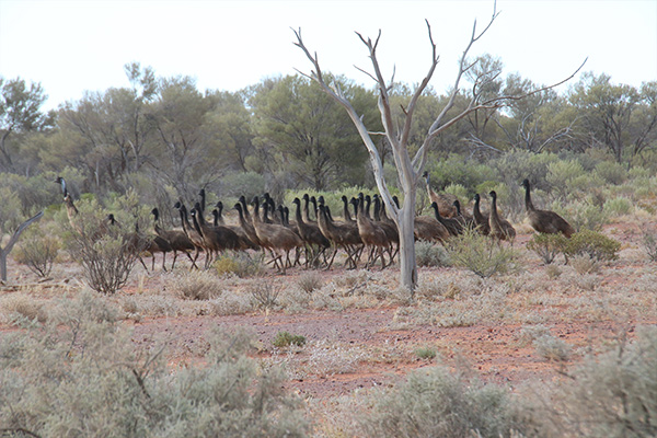 Enjoy the native animals that roam Mt Eba Station