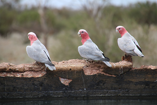 Enjoy the bird life at Mt Eba Station