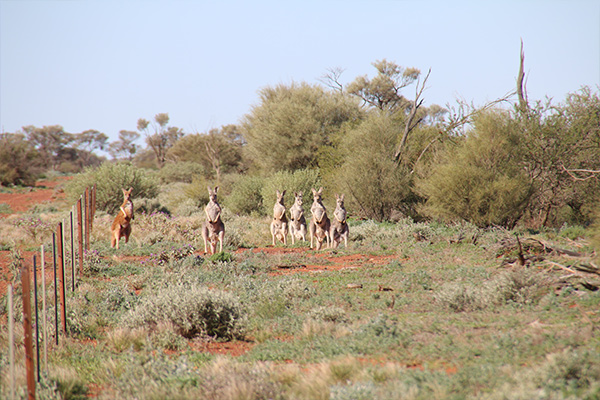 Take in the native animals roaming the station