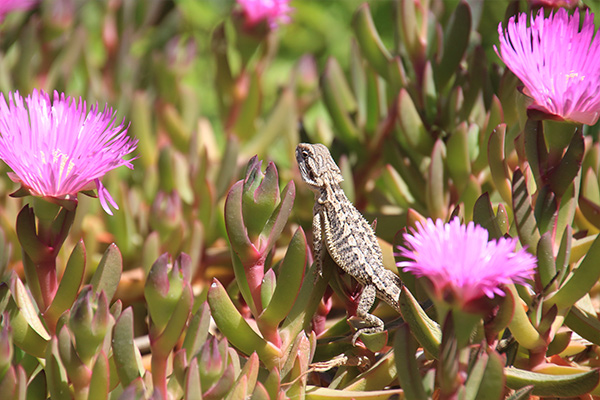 The arid environment at Mt Eba flourishes after a rain event