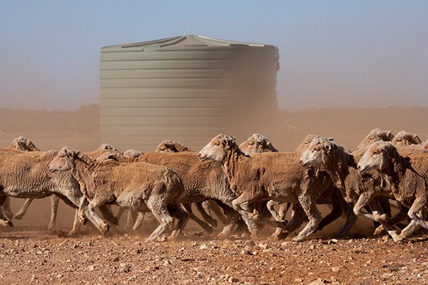 See the sheep at Mt Eba Station